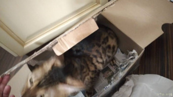 Настоящий таёжный мёд и другие полезные дары Алтая - IMG-20221010-WA0012.jpg