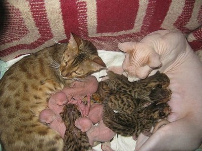 Генератор хорошего настроения - getImage-17.jpeg