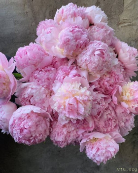 Завтра отмечаем годовщину Дня Аиста - ОткрыткаПионы.jpg