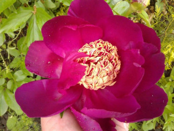 В базе данных приглянулся ребёнок - i.jpg