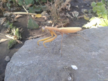 В базе данных приглянулся ребёнок - i (7).jpg