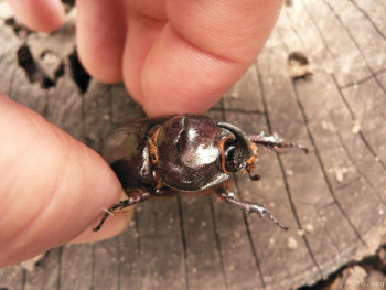 В базе данных приглянулся ребёнок - i (3).jpg