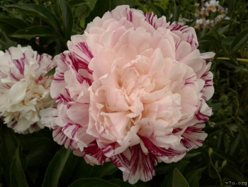 В базе данных приглянулся ребёнок - i (14).jpg