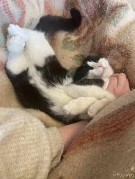 Тепла, уюта, сытости и лени в доме.