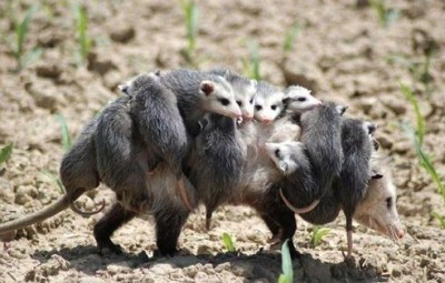 Генератор хорошего настроения - getImage-56.jpeg