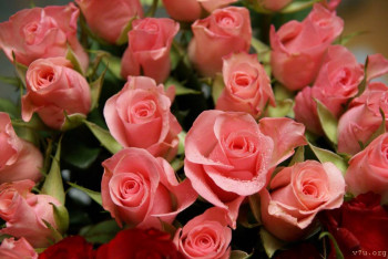 Япония.Жизнь и воспитание детей - pink-roses-01645.jpg