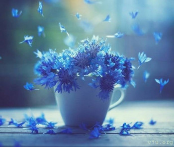  Национальные детки в приемных семьях - Цветы1.jpg