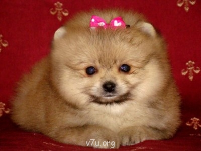 Подскажите новичкам - ad_105876_image.jpg