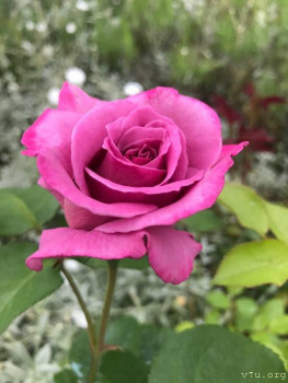 Сразу трое малышей? - image-23-06-20-10-21-28.jpeg