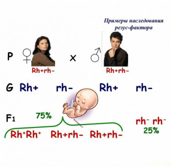 Не можем найти малыша  - Screenshot_20231026-171920_Samsung Internet.jpg