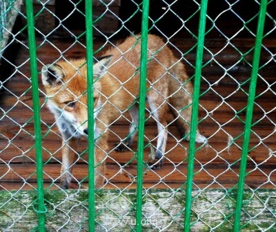 Наши любимые домашние питомцы - DSC_0134.JPG