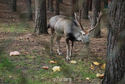 Наши любимые домашние питомцы - DSC_0138.JPG