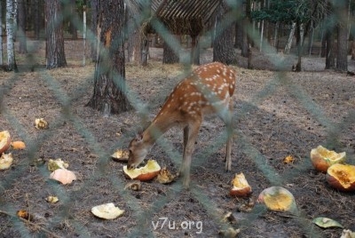 Наши любимые домашние питомцы - DSC_0140.JPG