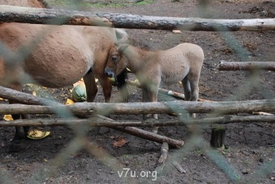 Наши любимые домашние питомцы - DSC_0145.JPG