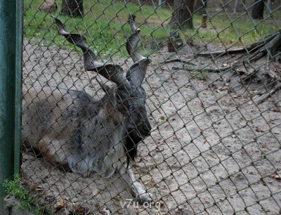 Наши любимые домашние питомцы - DSC_0147.JPG