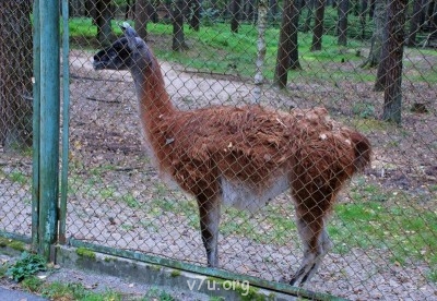 Наши любимые домашние питомцы - DSC_0149.JPG