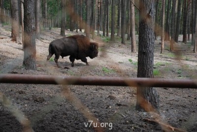 Наши любимые домашние питомцы - DSC_0151.JPG