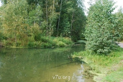 Наши любимые домашние питомцы - DSC_0169.JPG