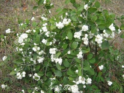 У природы нет плохой погоды - 2.jpg.jpg