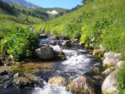 Снег и цветы