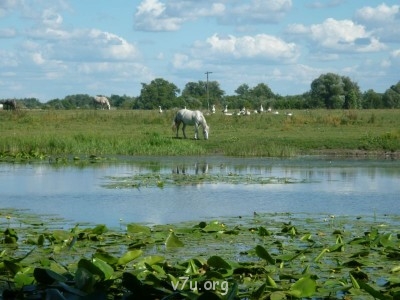А это наша местность в обычном состоянии. Не речка, а заводь. У нас там целая водная система.