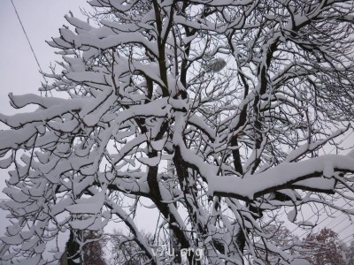 Фотографировала прошлой зимой.