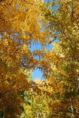 Природа наших мест - DSC_0076.JPG