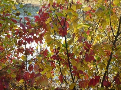 Природа наших мест - 14.JPG