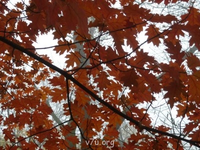 Природа наших мест - P1060685.JPG