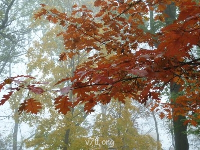 Природа наших мест - P1060692.JPG