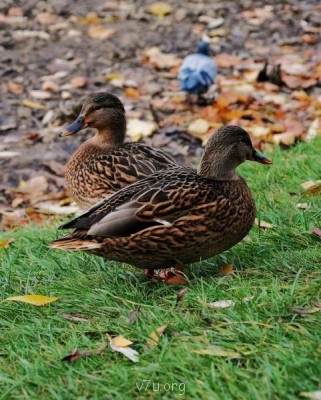 У природы нет плохой погоды - DSC_0985.JPG