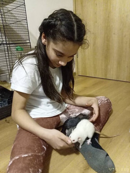 Мама, крысики даже лучше собачек!