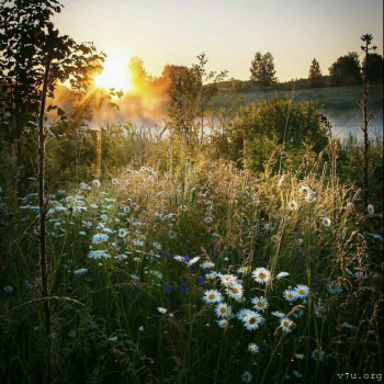 Подросток в семью - Цветы9.jpg