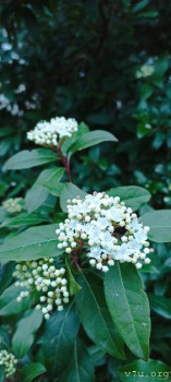 Эквинус- предстоит операция. Чего ожидать? - 1711819631913.jpg