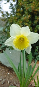 Эквинус- предстоит операция. Чего ожидать? - 1711819631934.jpg