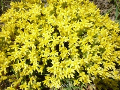 Природа наших мест - 28.JPG