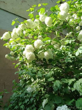 Жили-были мы. - IMG_20240603_121716_631.jpg