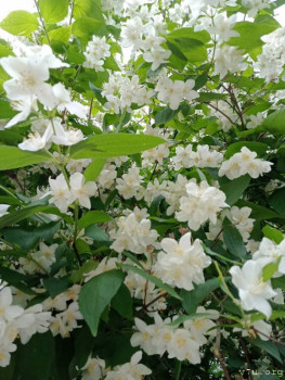 Жили-были мы. - IMG20240609151519.jpg