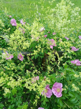 Жили-были мы. - IMG20240609145743.jpg