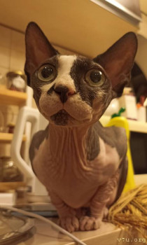 Второй раз в ту же реку  - IMG_20240816_222523_419.jpg