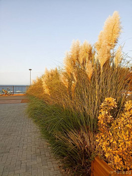 Второй раз в ту же реку  - IMG_20240903_072039.jpg