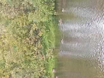 Розовые пони - IMG_20240823_105809.jpg