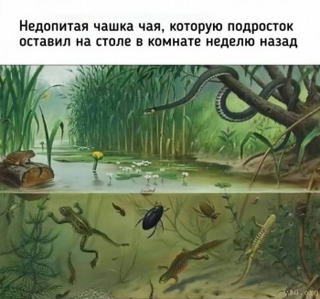 Юмор - IMG_20241004_172605_770.jpg