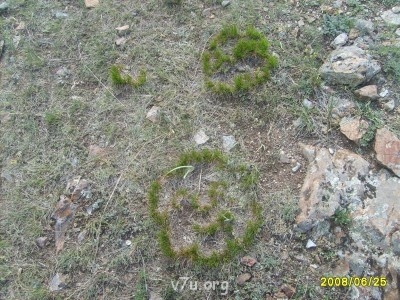 так растет горный мох