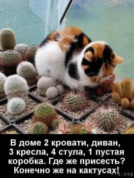 Юмор - 469511905_1600827511315542_7971772725464401127_n.jpg