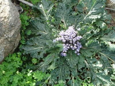 Природа наших мест - DSC04356.JPG