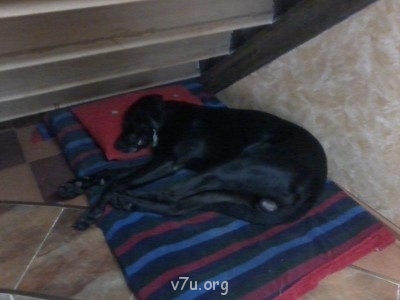 Наши любимые домашние питомцы - Фото0100.jpg