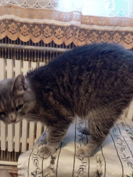 Наши любимые домашние питомцы - IMG_20250221_173838.jpg