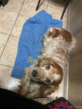 Наши любимые домашние питомцы - 5429509562261693820.jpg