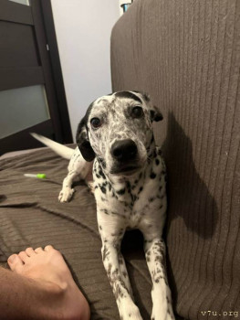 Наши любимые домашние питомцы - 5274138012227331164.jpg